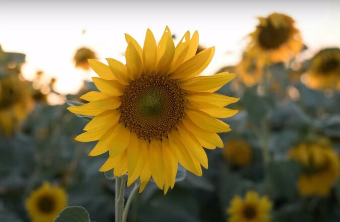 Sonnenblume. Quelle: Screenshot YouTube