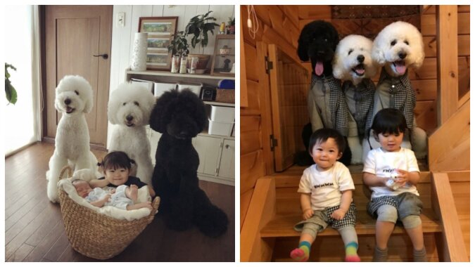 Baby und Hunde. Quelle: petpop.com