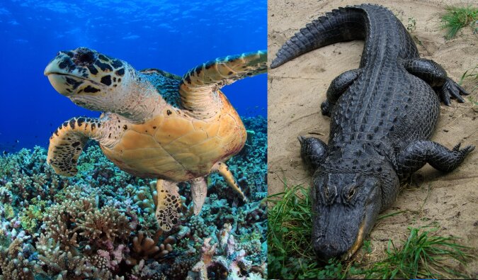 Die Schildkröte und der Alligator. Quelle: dailymail.co.uk