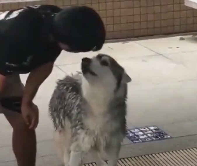 Husky hatte Angst davor, im Pool zu schwimmen, da kam ihm ein Freund zu Hilfe