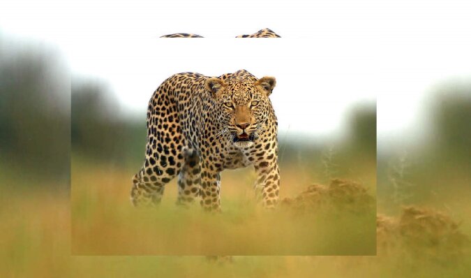 Der Leopard. Quelle: dailymail.co.uk