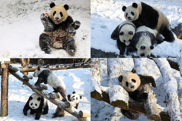 Pandas im Schnee. Quelle: dailymail.co.uk