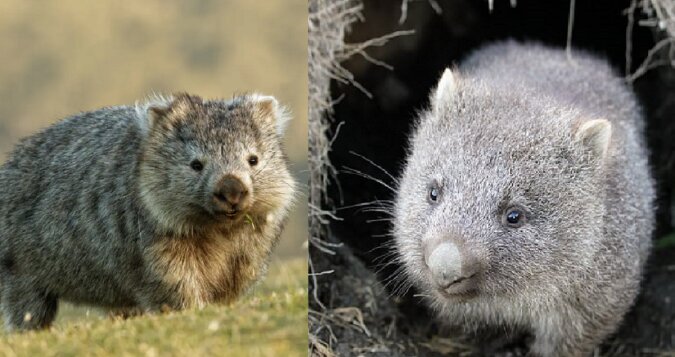 Wombat. Quelle: dailymail.co.uk