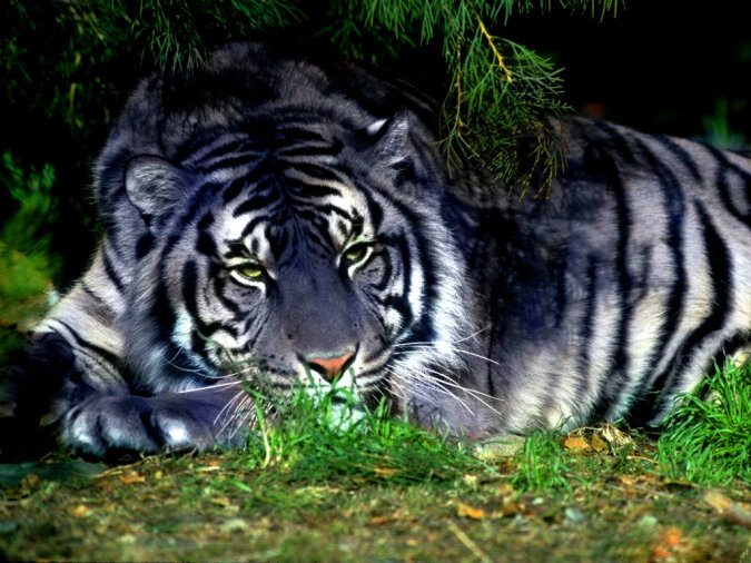 “Seltene Farbe“: Ein schwarzer Tiger, der in der Linse des Fotografen gefangen ist, die Einzelheiten sind bekannt geworden