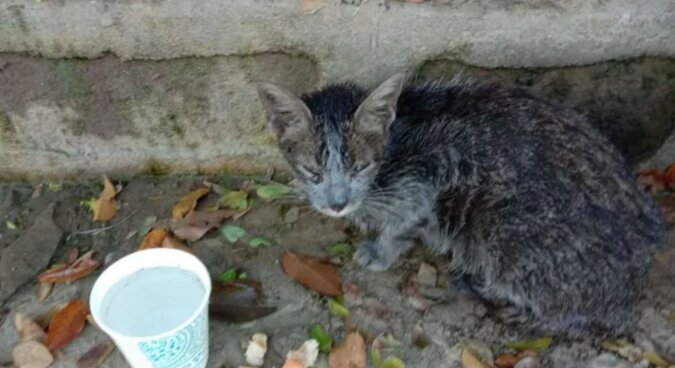 Die auf einer Straße gefundene Katze. Quelle: goodhouse