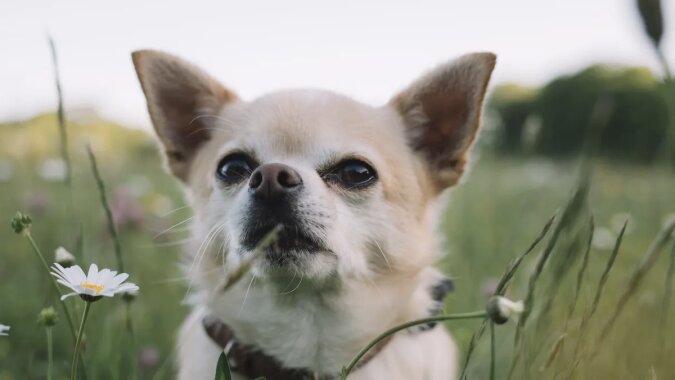 TobyKeith der 21-jährige Chihuahua-Hund. Quelle: www. goodhouse.сom