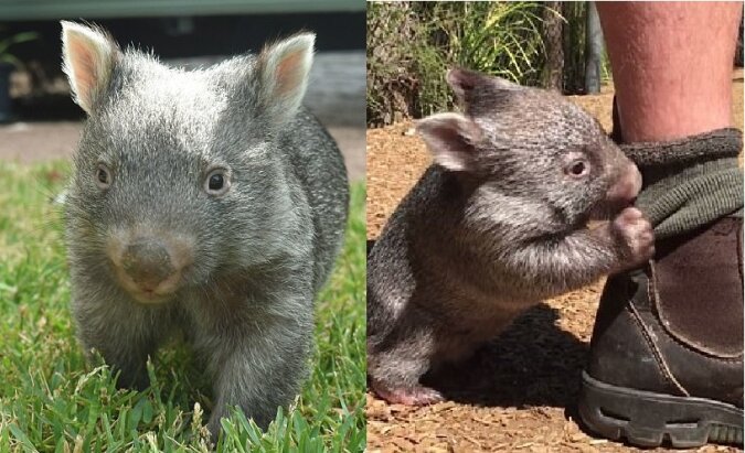 George, ein verwaister Wombat. Quelle: dailymail.co.uk