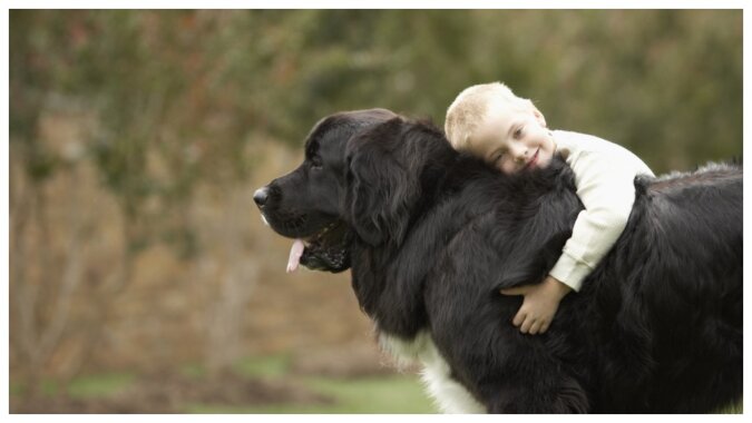 Hund großer Rasse. Quelle: Getty Images