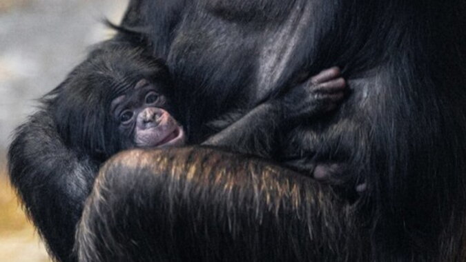Einer der seltensten Schimpansen. Quelle: focus.com