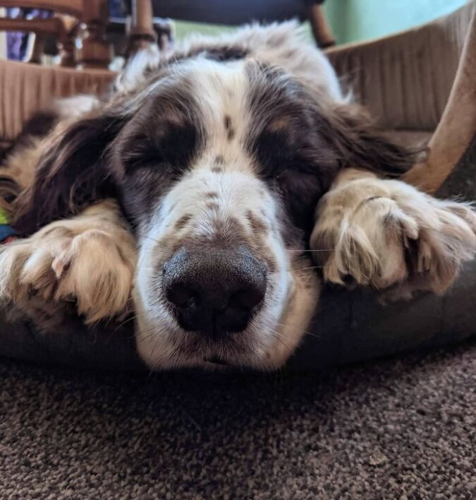 Ein Hund ist zu alt, um oben zu schlafen und deshalb schlafen