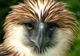 Gaffeladler haben eine ähnliche Körperform wie Adler der Gattung Spilornis. Quelle: focus.com