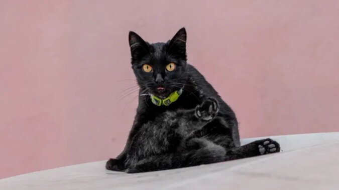 Eine schwarze Katze. Quelle: goodhouse