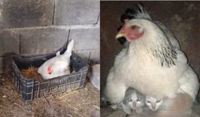 Eine Henne nimmt drei verwaiste Jungtiere auf.Quelle: www. goodhouse.сom