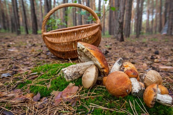 Ein 37-jähriger Mann ging in den Wald, um Pilze zu sammeln, und verirrte sich: einen Monat später wurde er gefunden