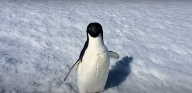 Pinguin. Quelle: Screenshot YouTube