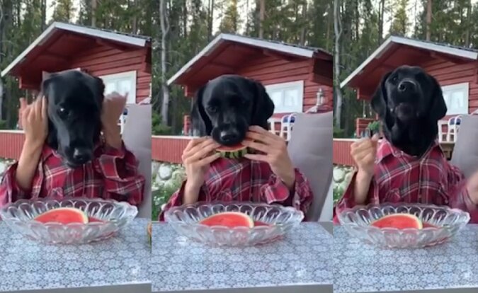 "Wassermelonenverehrer": Der Hund liebt es so sehr, Wassermelonen zu essen, dass er sich entschied, seinen Besitzer zu überlisten