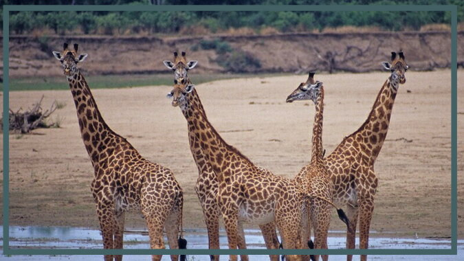 Giraffen. Quelle: travelask