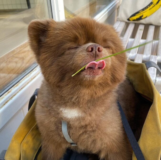 Der kleine Spitz wurde im Tierheim abgegeben, weil er zu groß war. Aber