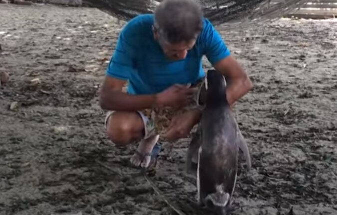Jedes Jahr schwimmt ein Pinguin 5000 Kilometer, um seinen Retter zu besuchen
