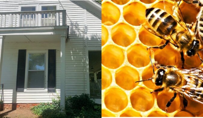 Bienen haben sich in diesem Haus niedergelassen. Quelle: laykni.com