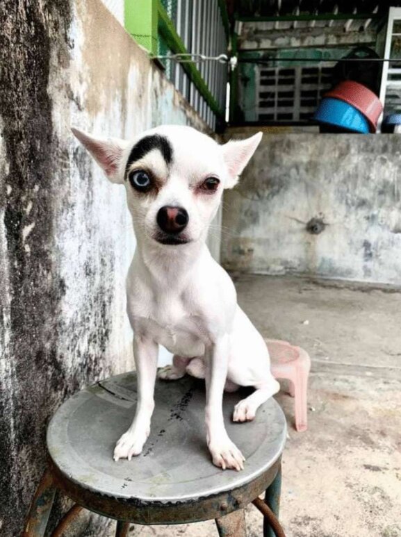 &quot;Mein Hund ist mein Schatz&quot; wie der Hund aussieht, der aus