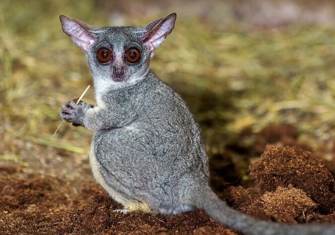 Galago. Quelle: dailymail.co.uk