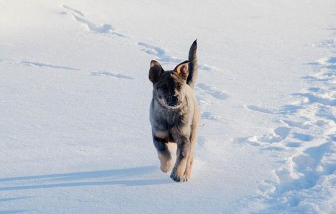 Ein Hund, der nicht sehen konnte, suchte sich seine eigene Besitzerin und lief fünf Tage lang bei der Eiseskälte zu ihr