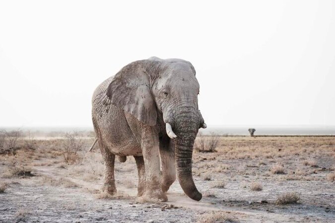 “Wildbahn in all ihrer Pracht“: Der Fotograf macht Fotos von Wildtieren aus der Etosha-Pfanne in Afrika