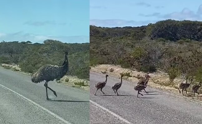 Eine Emus-Familie. Quelle: dailymail.co.uk