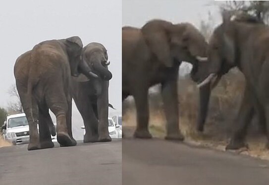 Die riesigen Elefanten. Quelle: dailymail.co.uk