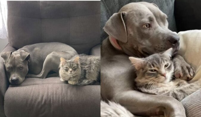 Katze und Hund freunden sich an. Quelle: petpop.сom