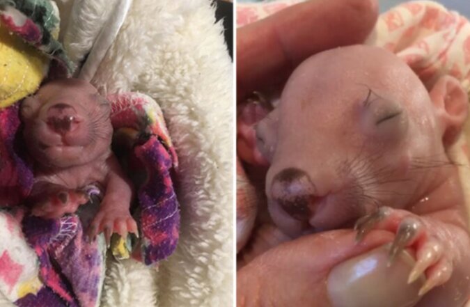 Gerettetes Wombat-Baby mit einem Gewicht von 120 Gramm wird von Menschen gefüttert, nachdem es seine Mutter verloren hat
