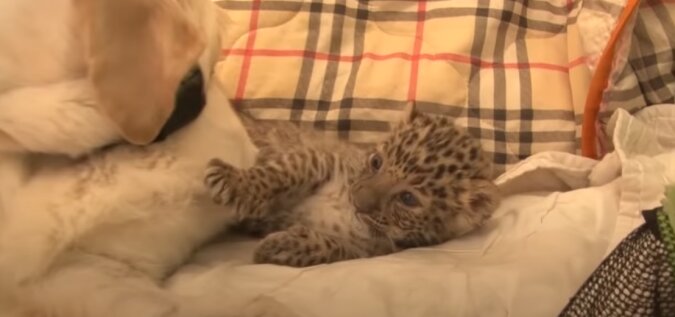 Pflegender Elter: wie ein Labrador ein Leopardenbaby adoptierte