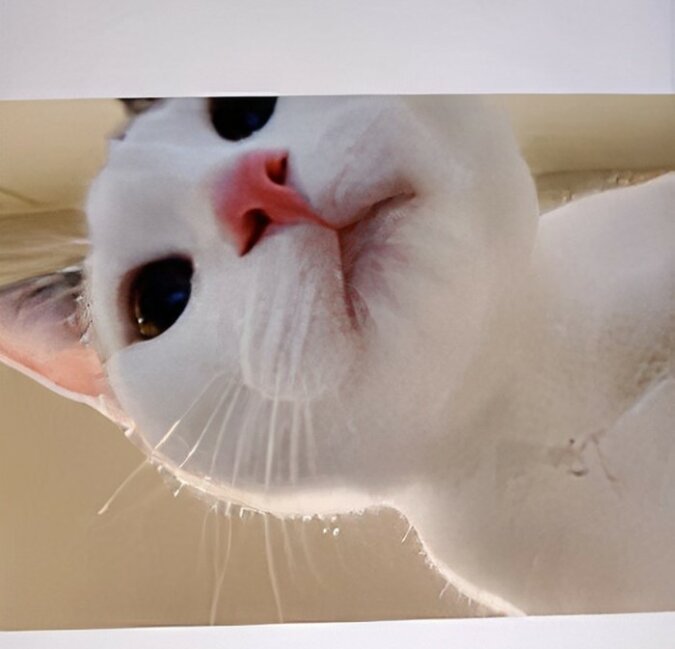 Die Katze hat Hunderte von Selfies gemacht, während der Besitzer versehentlich sein Telefon unbeaufsichtigt ließ