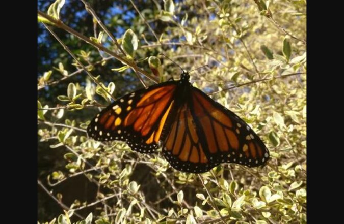 "Millimeterarbeit": Die Näherin hat den abgerissenen Flügel des Schmetterlings wieder angenäht, und er kann wieder fliegen