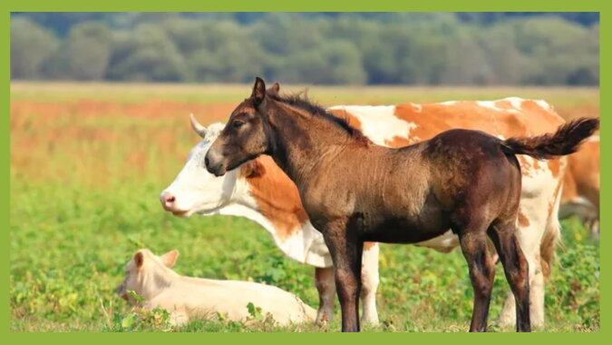 Kühe mit einem Pferd. Quelle: goodhouse