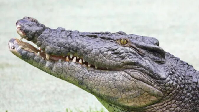 Ein Alligator. Quelle: goodhouse
