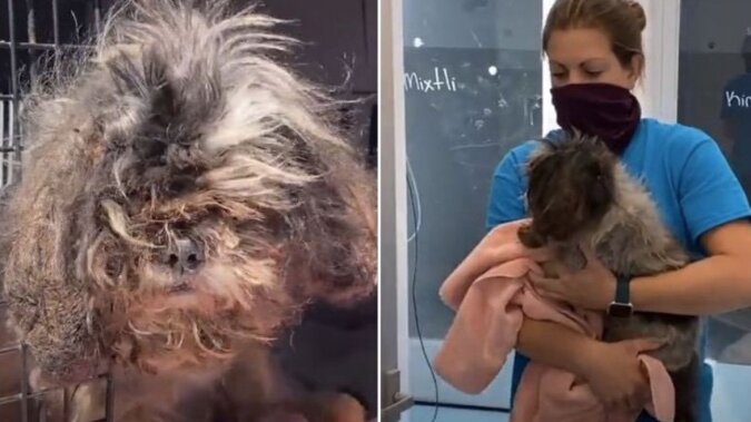 Ein alter Hund konnte wegen Haarknäueln nichts mehr sehen: Freiwillige beschlossen ihm zu helfen