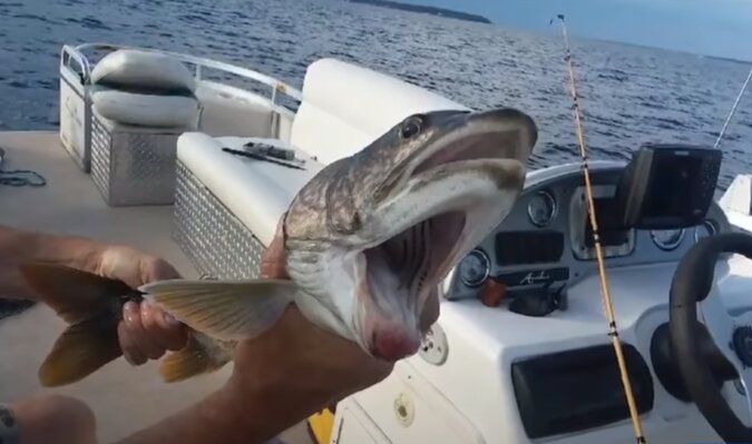 Ein Fischer fing einen mutierten Fisch mit zwei Mäulern