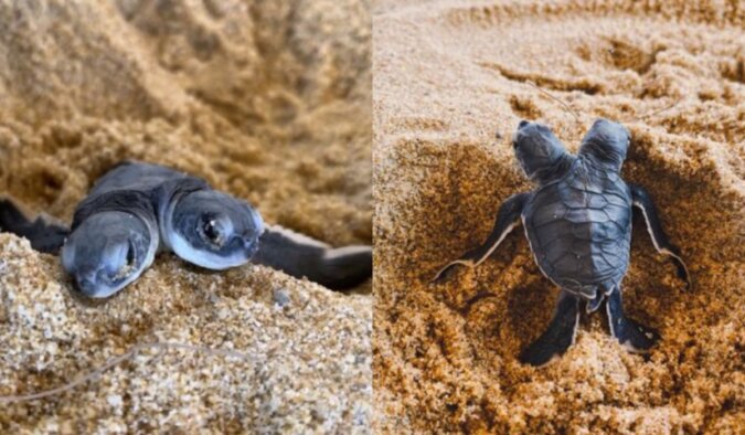 Die Babyschildkröte ist sehr einzigartig. Quelle: petpop.сom
