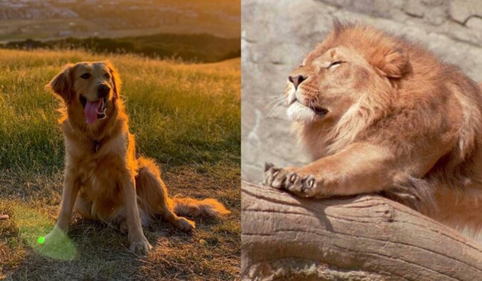 Eine Geschichte im Zoo mit einem Löwen und einem Retriever.  Quelle: www. travelask.сom