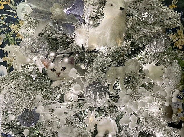 "Perfekte Verkleidung": Das süße weiße Kätzchen hat gelernt, sich so geschickt im Weihnachtsbaum zu verstecken, dass es schwer zu finden ist