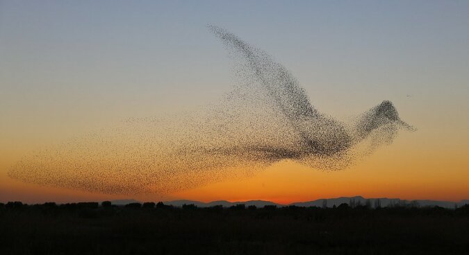 "Unerklärtes Phänomen": einem Fotografen gelang es, einen ungewöhnlichen Vogelschwarm einzufangen, Wissenschaftler erklärten das Phänomen