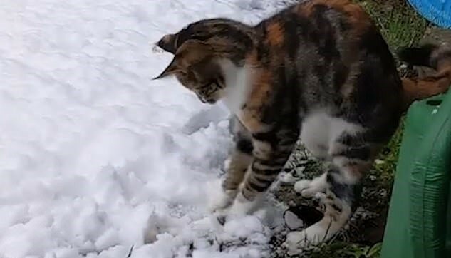 "Die Bekanntschaft mit dem Winter": Die Katze sah den Schnee zum ersten Mal und konnte ihre Emotionen nicht zurückhalten