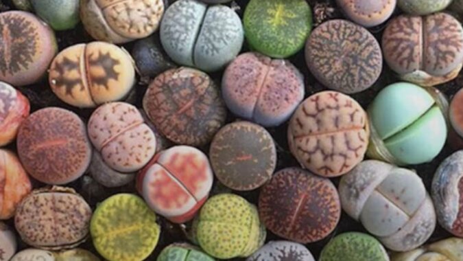 Lithops. Quelle:Depositphotos