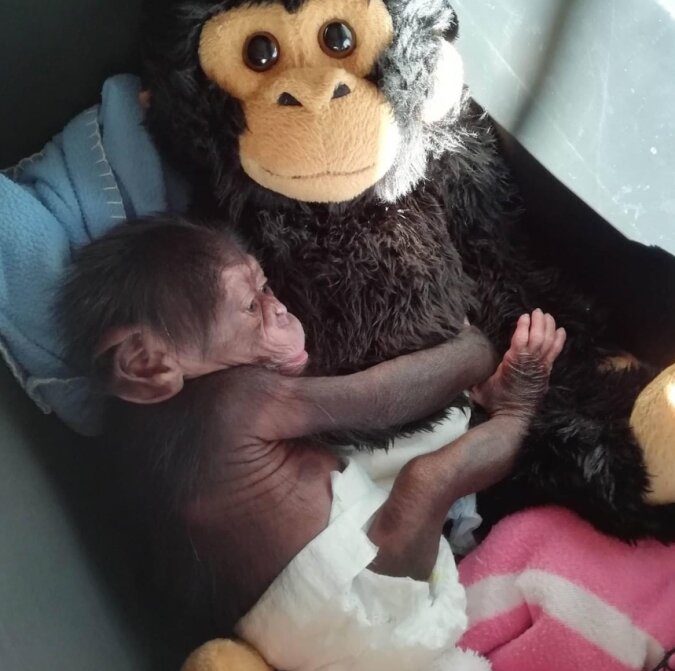 Das Schimpansenbaby wurde ohne seine Mutter zurückgelassen, und die Mitarbeiter des Zoos gaben ihm eine Zeit lang ein Spielzeug