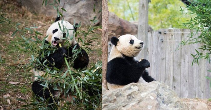 Der Panda. Quelle: dailymail.co.uk