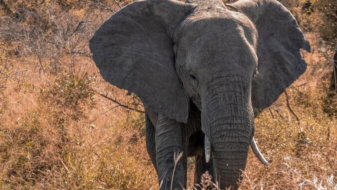 Afrikanischer Elefant. Quelle: novochag. com