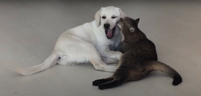 Hund und Katze. Quelle: Screenshot YouTube
