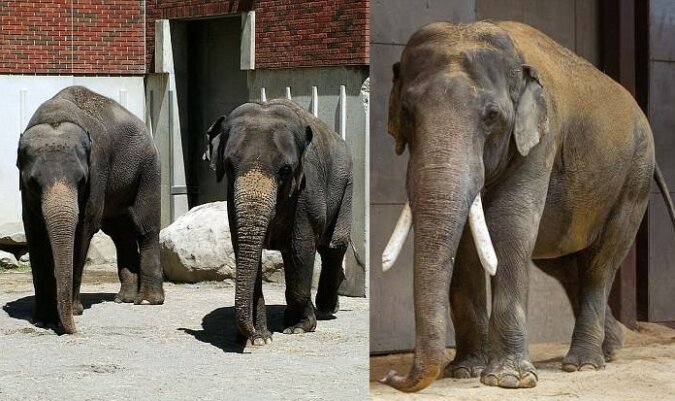 Elefanten namens Spike und Maharani. Quelle: dailymail.co.uk